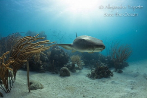 Nurse Shark and Sun Rays, Chinchorro México by Alejandro Topete 
